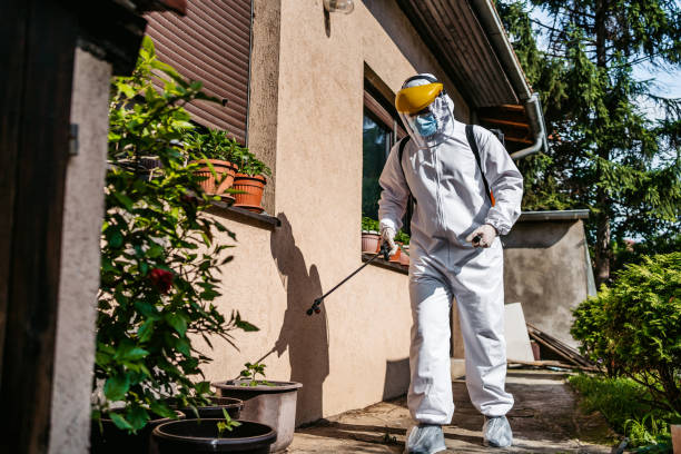 Best Flea Control Services  in Daingerfield, TX