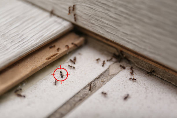 Best Best Pest Control Companies  in Daingerfield, TX