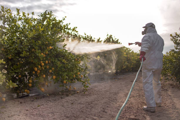 Best Rodent Control Near Me  in Daingerfield, TX