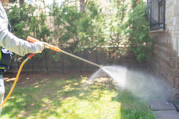 Best Spider Control Near Me  in Daingerfield, TX