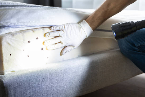 Best Pest Removal Services  in Daingerfield, TX