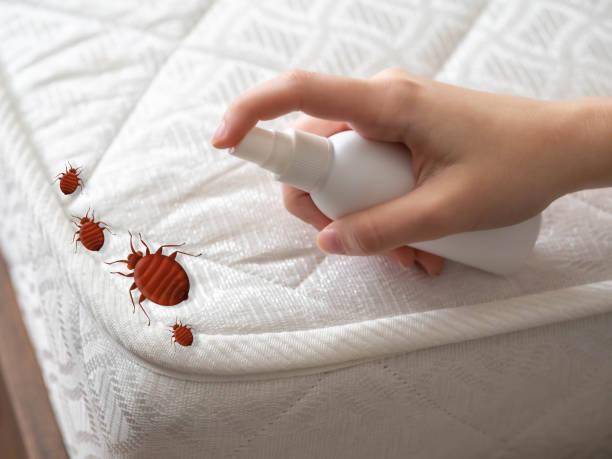 Best Commercial Pest Control Services  in Daingerfield, TX