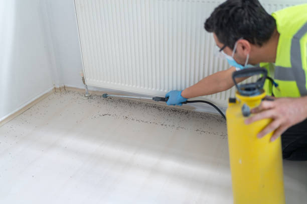 Best Pest Control Near Me  in Daingerfield, TX
