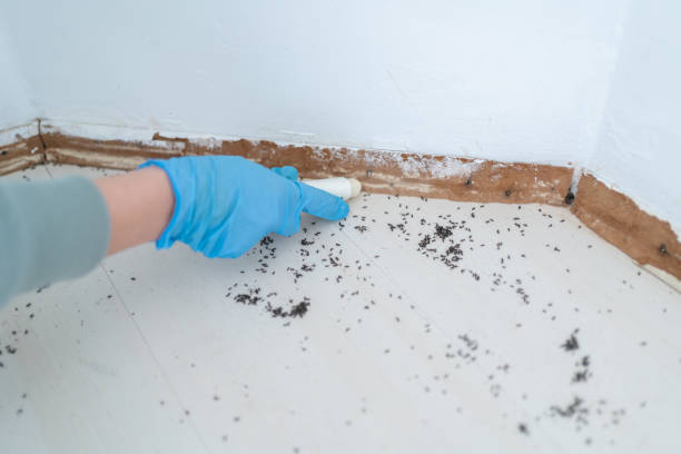 Flea Control Services in Daingerfield, TX