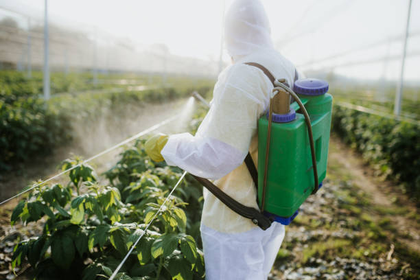 Best Mosquito Control Services  in Daingerfield, TX